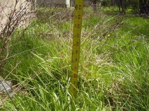Tall grass with measuring tape